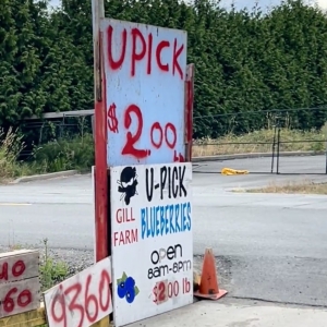 列治文蓝莓Upick